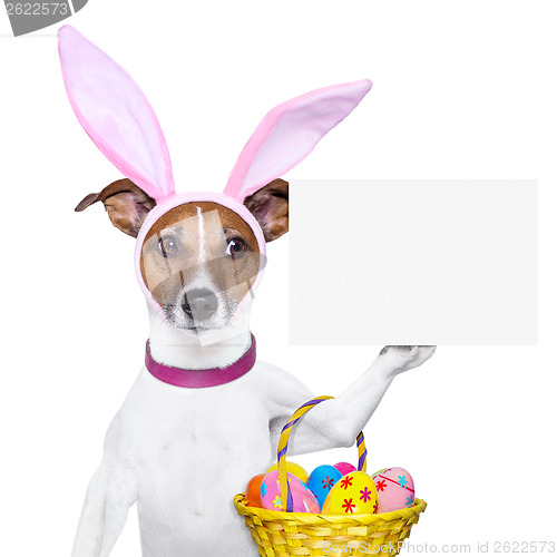 Image of  funny easter dog