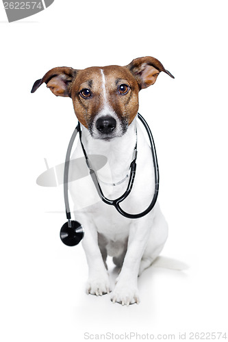 Image of medical doctor dog