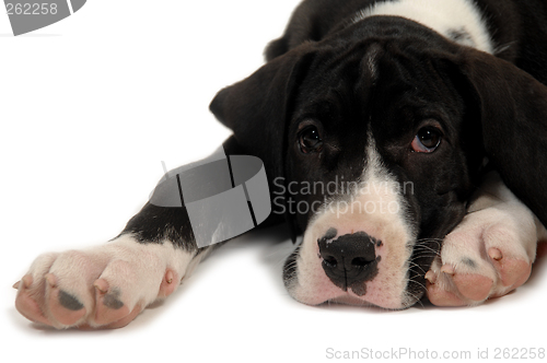 Image of Great Dane puppy resting