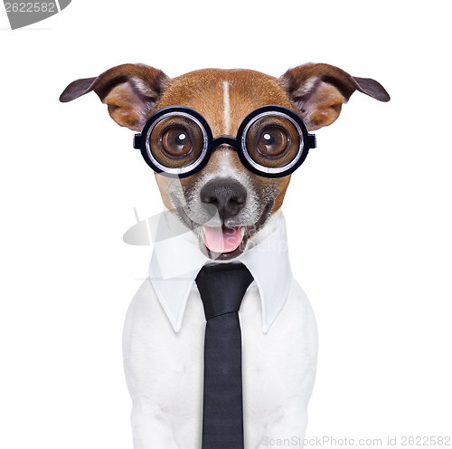 Image of dumb business dog 