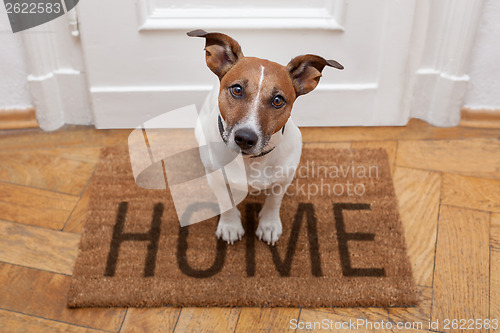 Image of dog welcome home