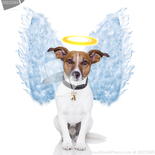 Image of angel dog feather wings aura nimbus