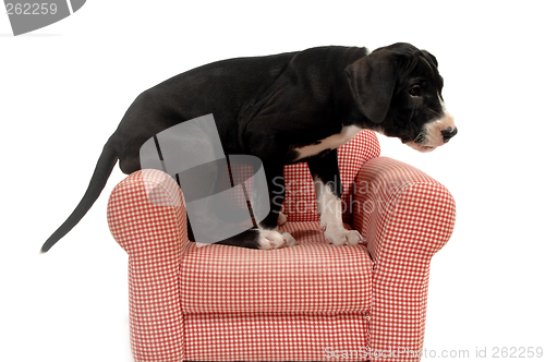 Image of Puppy and red armchair