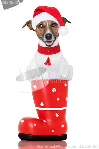 Image of christmas dog in a red santa  boot