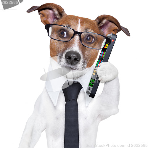 Image of business dog