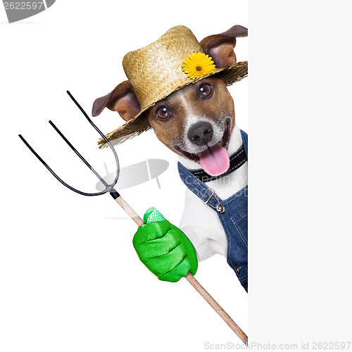 Image of farmer dog