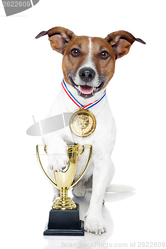 Image of winner dog 