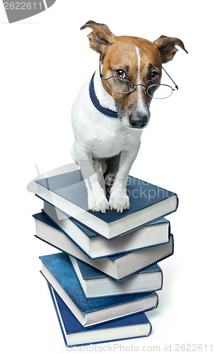 Image of dog book stack