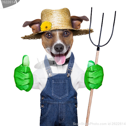 Image of farmer dog