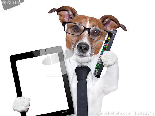 Image of business dog