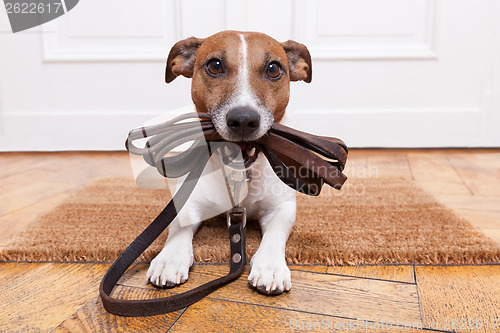 Image of dog leather leash