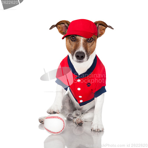 Image of baseball dog