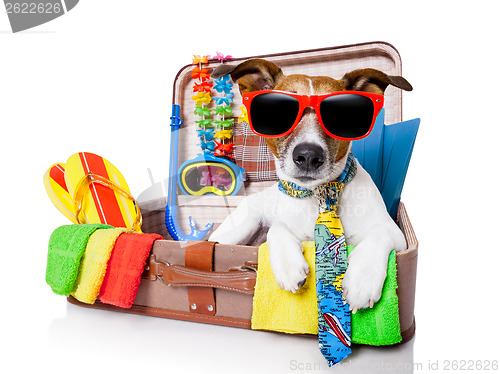 Image of summer holiday dog