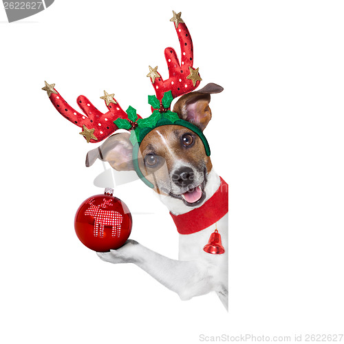 Image of reindeer dog