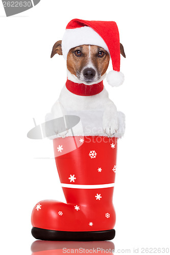 Image of christmas dog in a red santa  boot