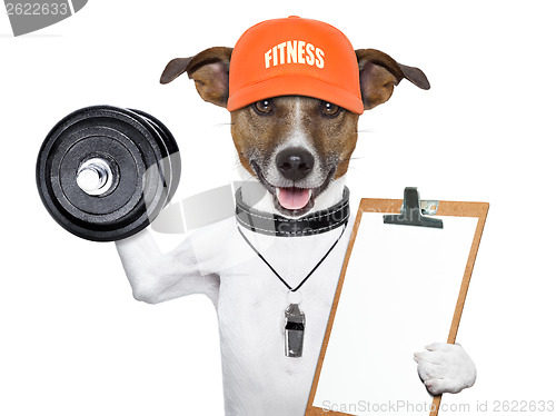 Image of fitness dog