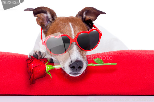 Image of valentines day dog 