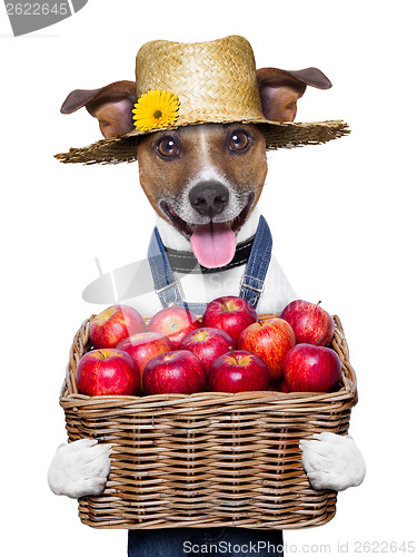 Image of farmer dog