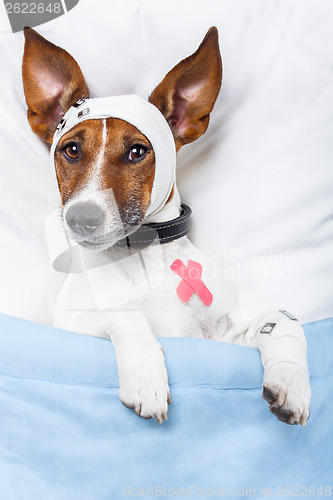 Image of Sick dog with bandages lying on bed