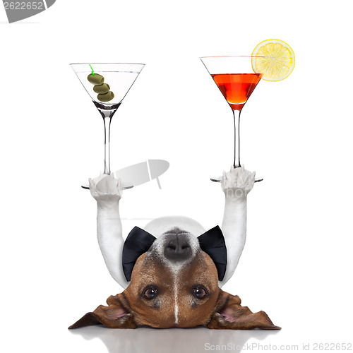 Image of cocktail dog 