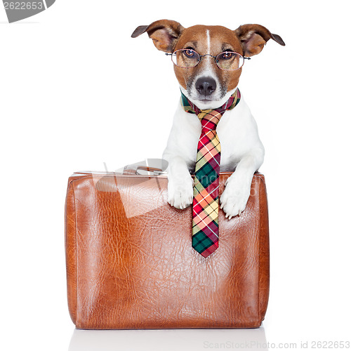 Image of dog with leather bag