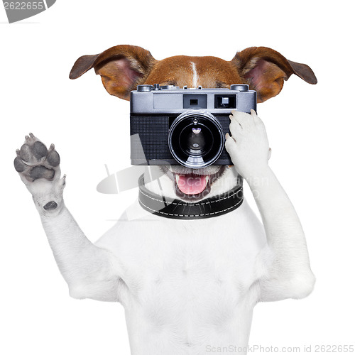 Image of dog photo