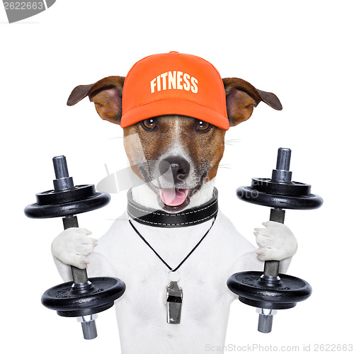 Image of funny fitness dog
