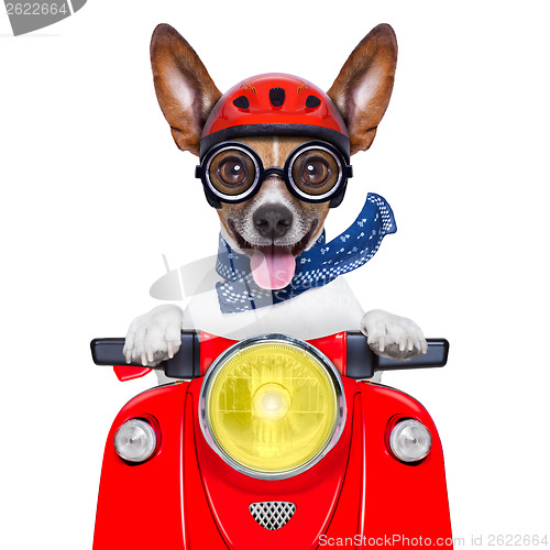 Image of crazy silly motorbike dog