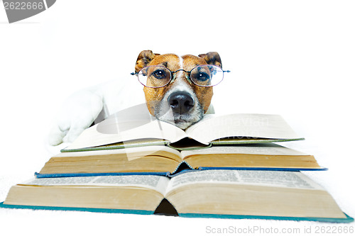 Image of dog reading book 