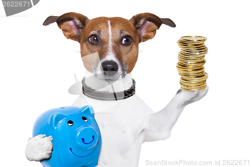 Image of money saving dog