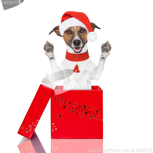 Image of surprise christmas dog in a box