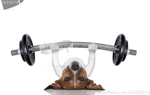 Image of personal trainer dog