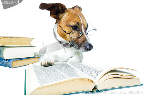 Image of dog reading book 