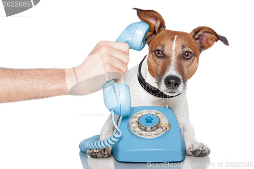Image of dog on the phone with male hand