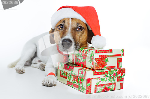 Image of christmas dog santa