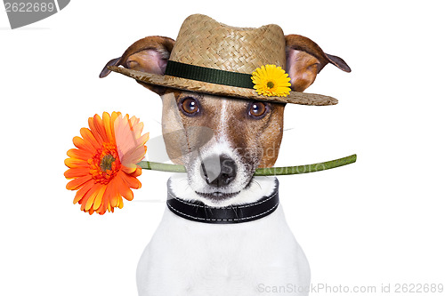 Image of  flower dog with hat