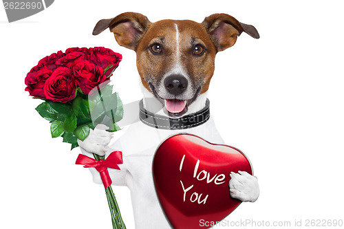 Image of valentine dog  