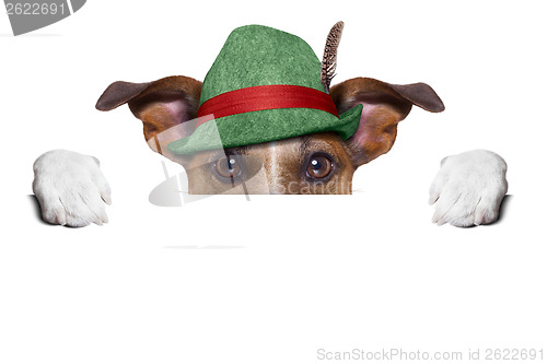 Image of swiss dog 