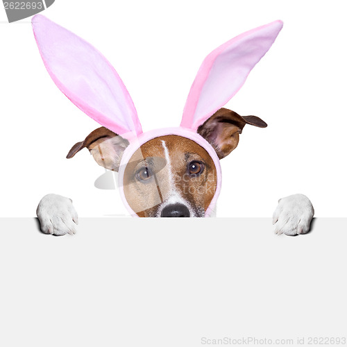 Image of  funny easter dog