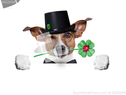 Image of lucky dog 