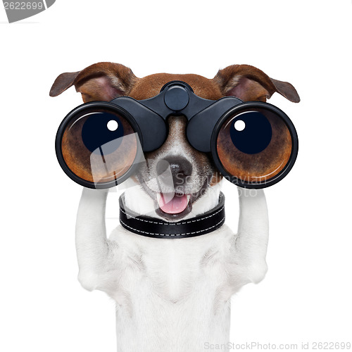 Image of binoculars  searching looking observing  dog