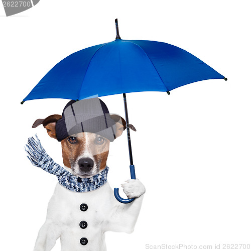 Image of rain umbrella dog