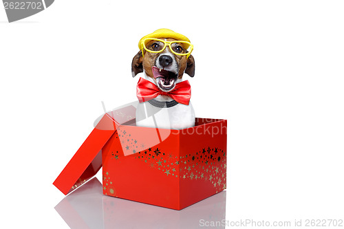 Image of christmas box dog