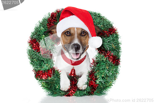 Image of xmas dog 