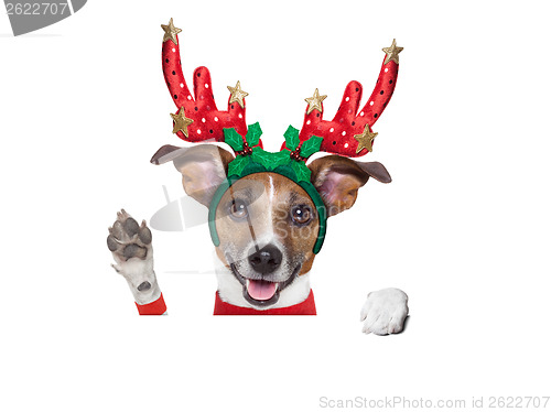 Image of reindeer dog