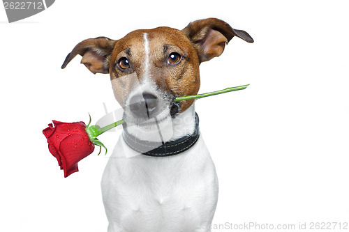 Image of valentines dog