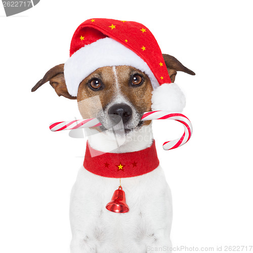 Image of christmas dog 