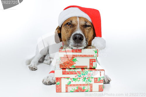 Image of christmas dog santa
