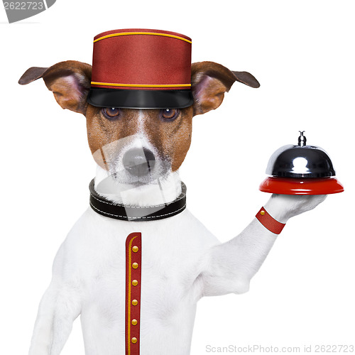 Image of bellboy dog 