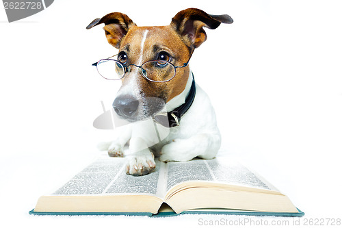 Image of dog reading book 